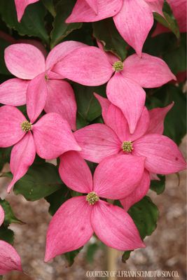 Dogwood Scarlet Fire Kousa Cornus (5 gallon) $169.99