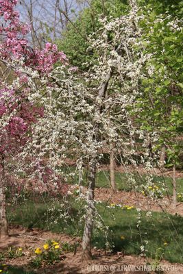 Redbud Vanilla Twist (7 gallon) $199.99 