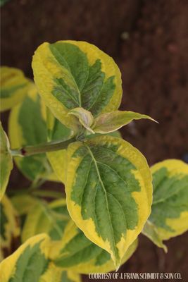 Dogwood Celestial Shadow Kousa Cornus (15 gallon) $199.99