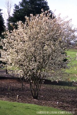 Serviceberry amelanchier Autumn Brilliance -Multi Stem (15 gallon) $199.99