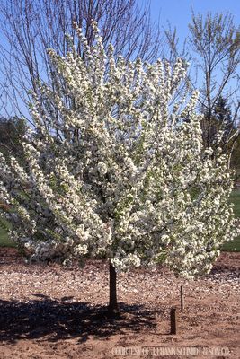 Crabapple Sugar Tyme Malus (20 gallon) $199.99