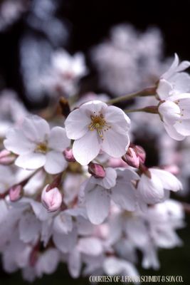 Cherry Weeping Yoshino Yedoensis Bone (15 gallon) $199.99