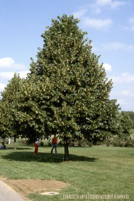 Linden Redmond (20 gallon) $249.99