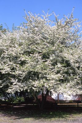 Crabapple GOLDEN Raindrops Malus (15 gallon) $199.99