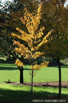 Elm Greenstone Lacebark Ulmus davidiana (20 gallon) $239.99