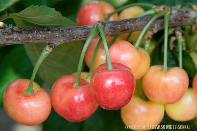 Fruit Tree Cherry Rainier - Sweet (7 gallon) $199.99