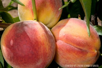 Fruit Tree Peach Redhaven (7 gallon) $159.99