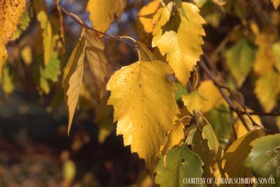 Birch River Heritage -Single Stem (15 gallon) $169.99