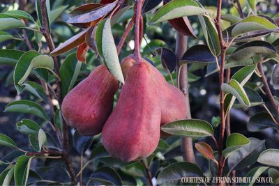 Fruit Tree Pear Red Bartlett (7 gallon) $159.99