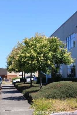 Goldenrain Tree (10 gallon) $219.99