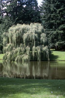 Willow Weeping Golden Tristis (15 gallon) $239.99