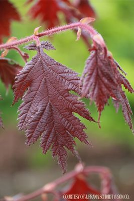 Filbert Burgundy Lace Corylus Avellana (15 gallon) $199.99