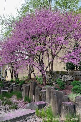 Redbud Eastern Common (15 gallon) $199.99