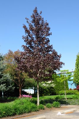 Maple Crimson Sunset (20 gallon) $229.99