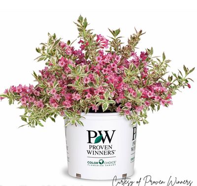Weigela My Monet PW (2 gallon) $59.99