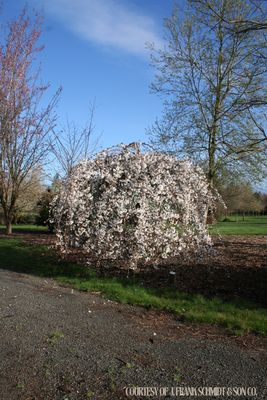 Cherry Weeping White Snow Fountains (15 gallon) $199.99