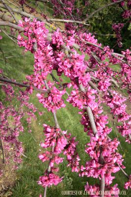 Redbud Weeping Lavender Twist (15 gallon) $199.99