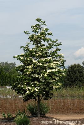 Dogwood X Venus Cornus (7 gallon) $199.99