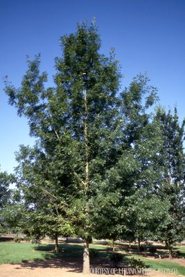 Oak Shumard (15 gallon) $239.99