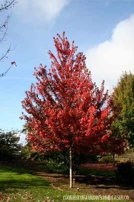 Maple Brandywine (15 gallon) $229.99