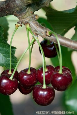 Fruit Tree Cherry Black Tartarian -Sweet (7 gallon) $199.99