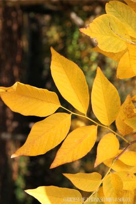 Yellowwood Cladrastis Kentukea (15 gallon) $199.99
