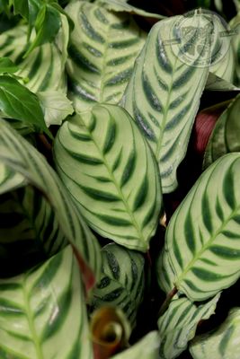 Calathea Burle Marx (4" pot - House Plant) $14.99