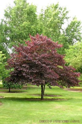 Redbud Forest Pansy (15 gallon) $199.99