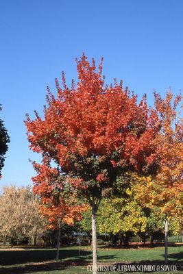 Maple Sugar Commemoration (15 gallon) $199.99