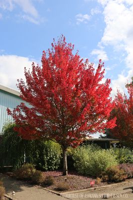 Maple Red Pointe (30 gallon) $299.99