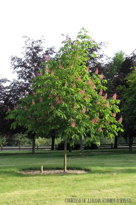 Horsechestnut Fort McNair (25 gallon) $299.99