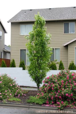 Oak Regal Prince (15 gallon) $199.99