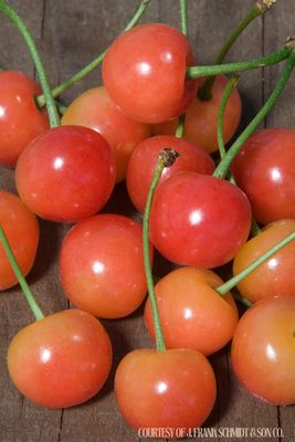 Fruit Tree Cherry Montmorency -Sour/tart (7 gallon) $199.99