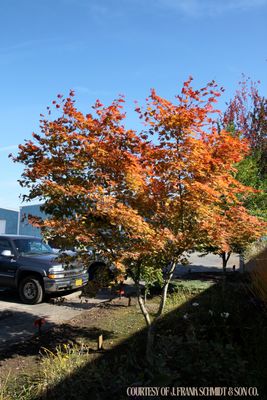 Maple Japanese Northern Glow (7 gallon) $259.99