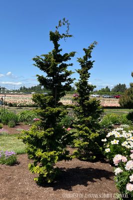 Chamaecyparis obtusa gracillis Slender Hinoki (20 gallon 4-5') $249.99