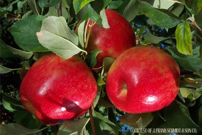 Fruit Tree Apple Honeycrisp (7 gallon) $159.99