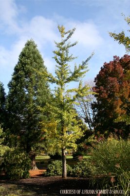 Ginkgo Princeton Sentry (15 gallon) $199.99