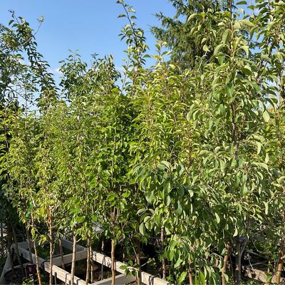 Fruit Trees