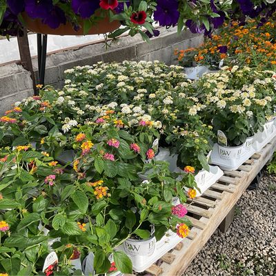 Flowering Annuals &      Proven Winners