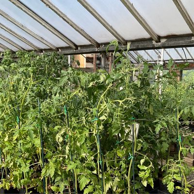 Vegetable and Garden Plants