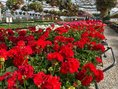 Jumbo Geraniums