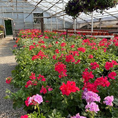 4 1/2" Pot  Geraniums
