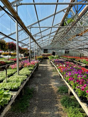 Annual Bedding Plants (3 packs)