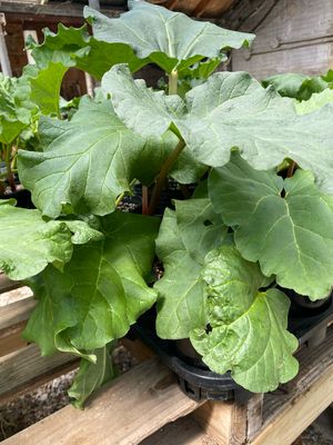 Rhubarb Plant (8" vegetable pot) $15.99