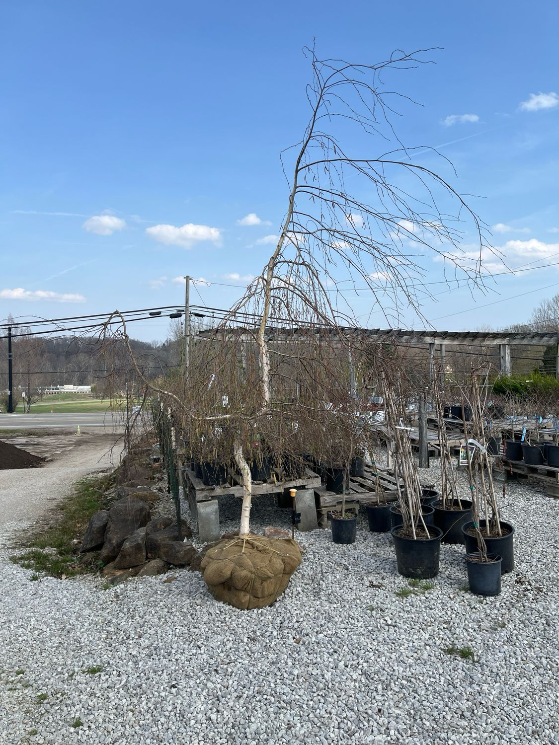 Birch Weeping Youngii (6-8' b/b) $399.99