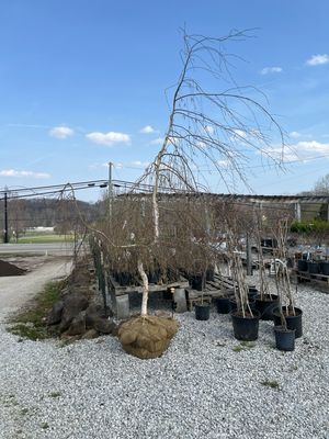 Birch Weeping Youngii (6-8' b/b) $399.99