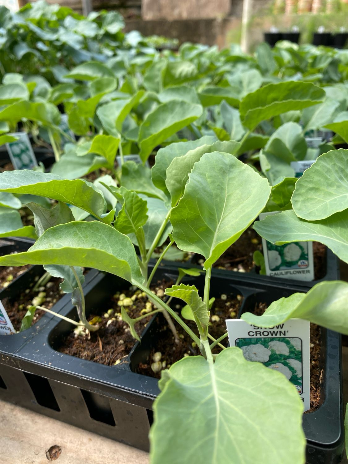 Cauliflower Plant Snow Crown (3 pack vegetable)