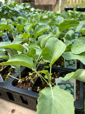 Cauliflower Plant Snow Crown (3 pack vegetable)
