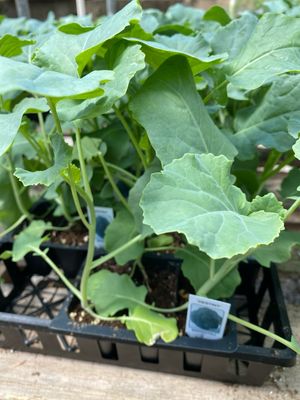 Broccoli Plant Destiny (3 pack vegetable)