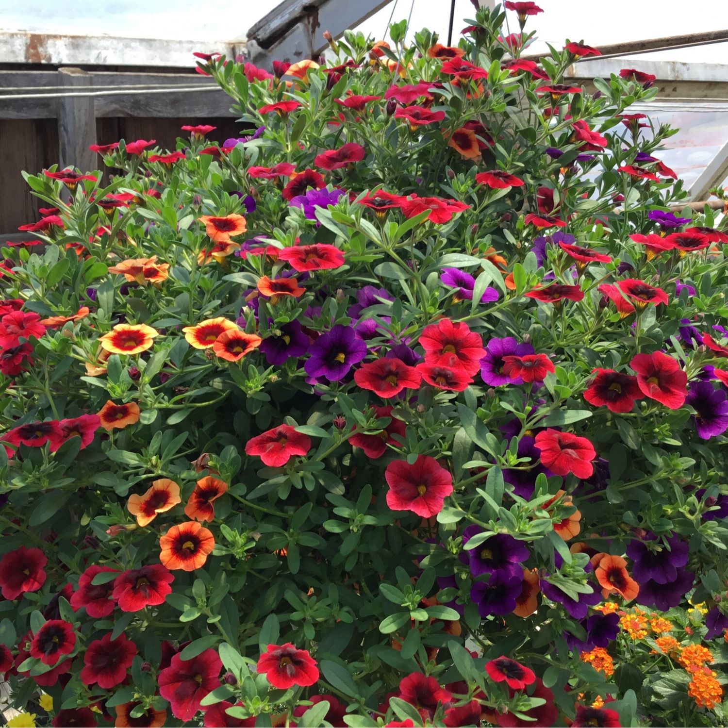 Summer Punch (12" Hanging Basket) $45.99